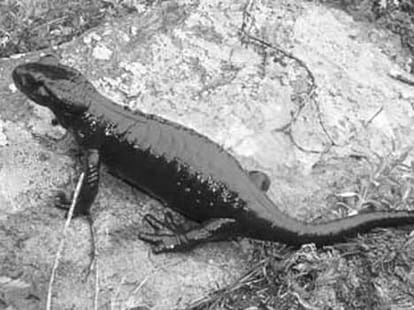 Animals With The Longest Pregnancies