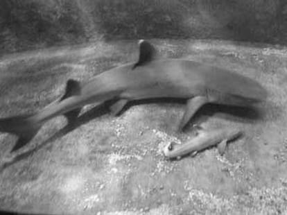 Animals With The Longest Pregnancies