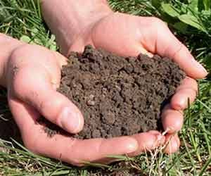 Significant amounts of compost to soil life