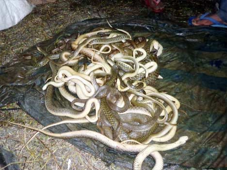 poisonous snakes were hidden in mattress