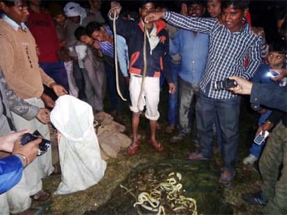 poisonous snakes were hidden in mattress