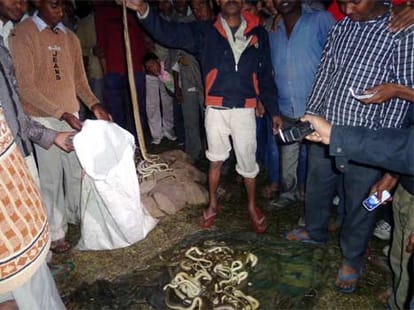 poisonous snakes were hidden in mattress