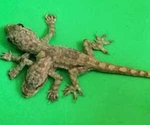 2-Headed, 6-Legged Baby Lizard Found In Thailand