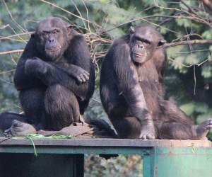 kanpur zoo demands monkey of lucknow zoo