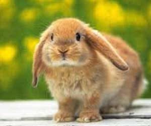 bunny takes bath