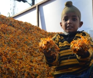 New-born baby's dead body dead body in vacant plot's 