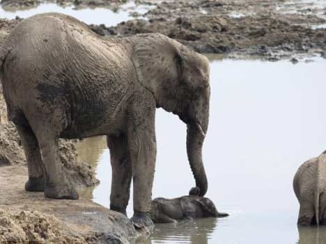 elephant dead on Corbett border