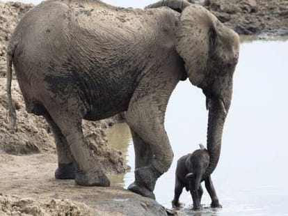 elephant mother saved her child