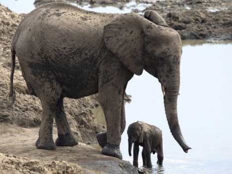 wildlife protector not deploy in national park