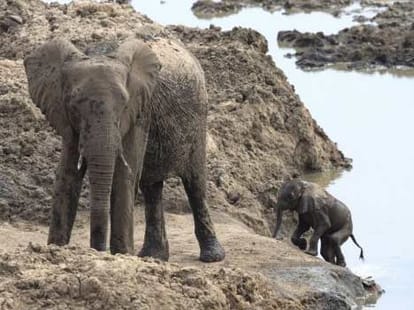 elephant mother saved her child