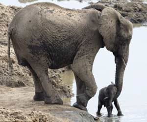 elephant mother saved her child