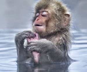 japanese snow monkey