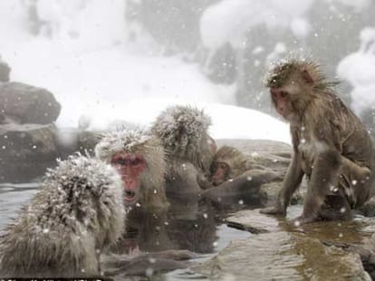 japanese snow monkey