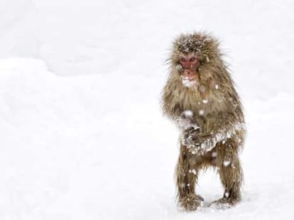 japanese snow monkey