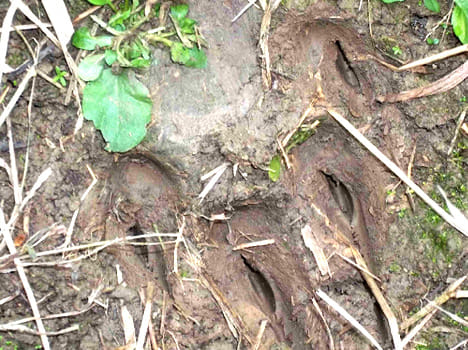 tiger terror in kalagarh