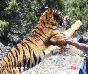 tiger attack in muradabad