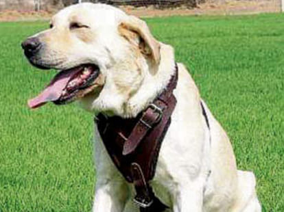 dog helped police to find drugs worth rs 3.5. crore