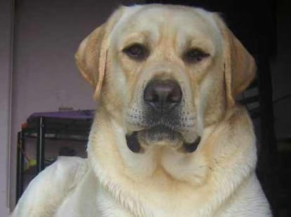 man had sex with dog
