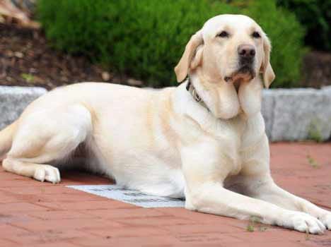 puppy sitting can heal cancer in children