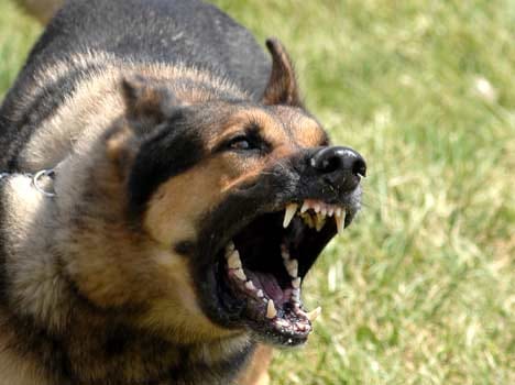 dogs eat new born baby girl dead body