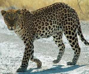leopard attacks four people in barabanki.