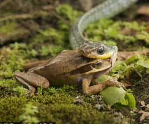 snake vs frog