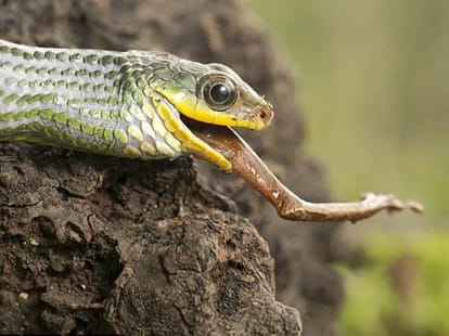 snake vs frog