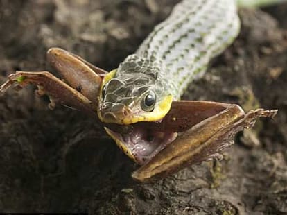 driver jumpes from tractor after seeing snake