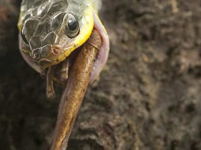 snake vs frog