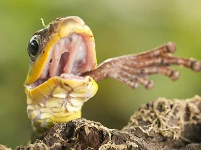 snake vs frog