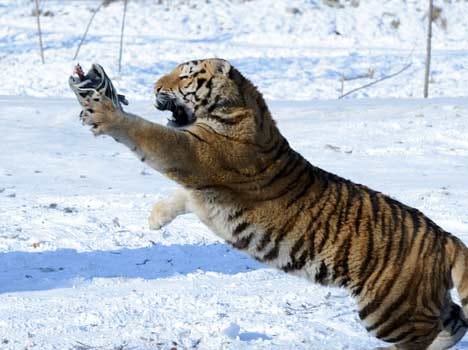 women fight with tiger