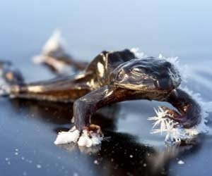 frog freezes solid