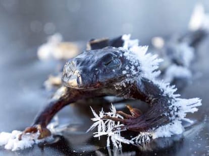 frog freezes solid