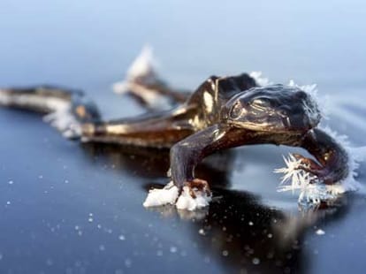 frog freezes solid