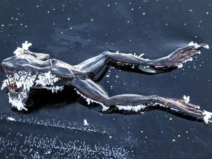 frog freezes solid