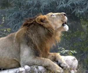Lion to play football in LKO Zoo