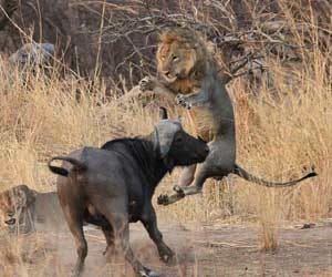 mating_lion_attack