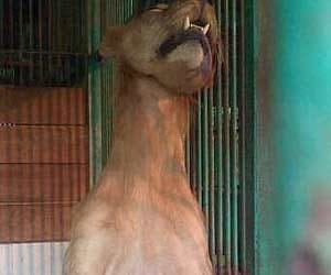 loin found hanging in its cage