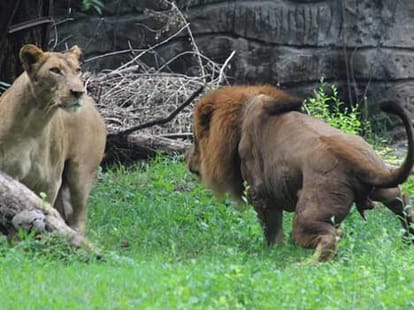 loin found hanging in its cage