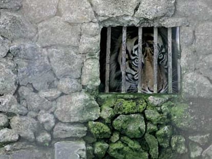 loin found hanging in its cage