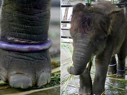 loin found hanging in its cage
