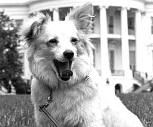 Dog shot