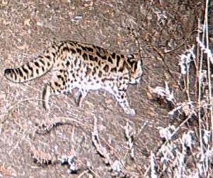 now leopard attack farmars, three injured