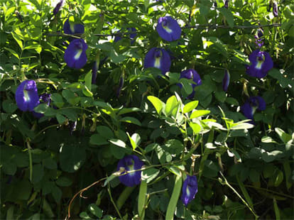 lucky flower sprituality 
