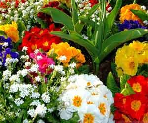 Flower show held on February