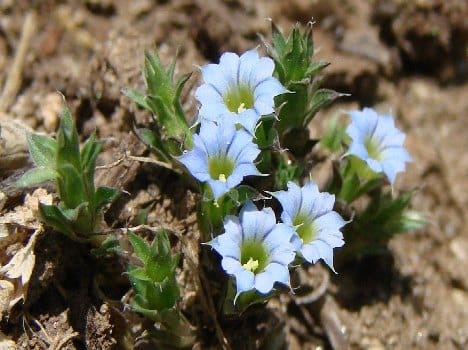gentiana plant found after 155 years