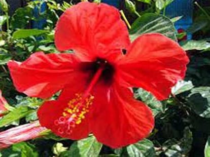 lucky flower sprituality 