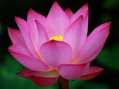 lord krishna likes five things