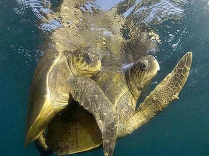 hindu-muslim save together trutles