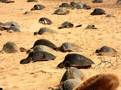 hindu-muslim save together trutles